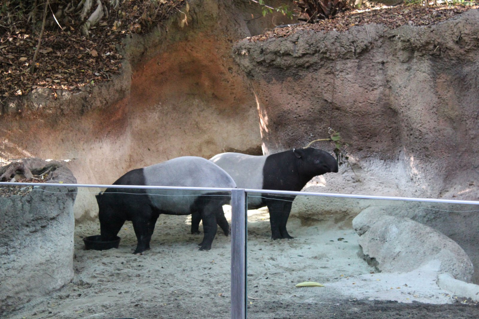 San Diego Zoo Part II 120